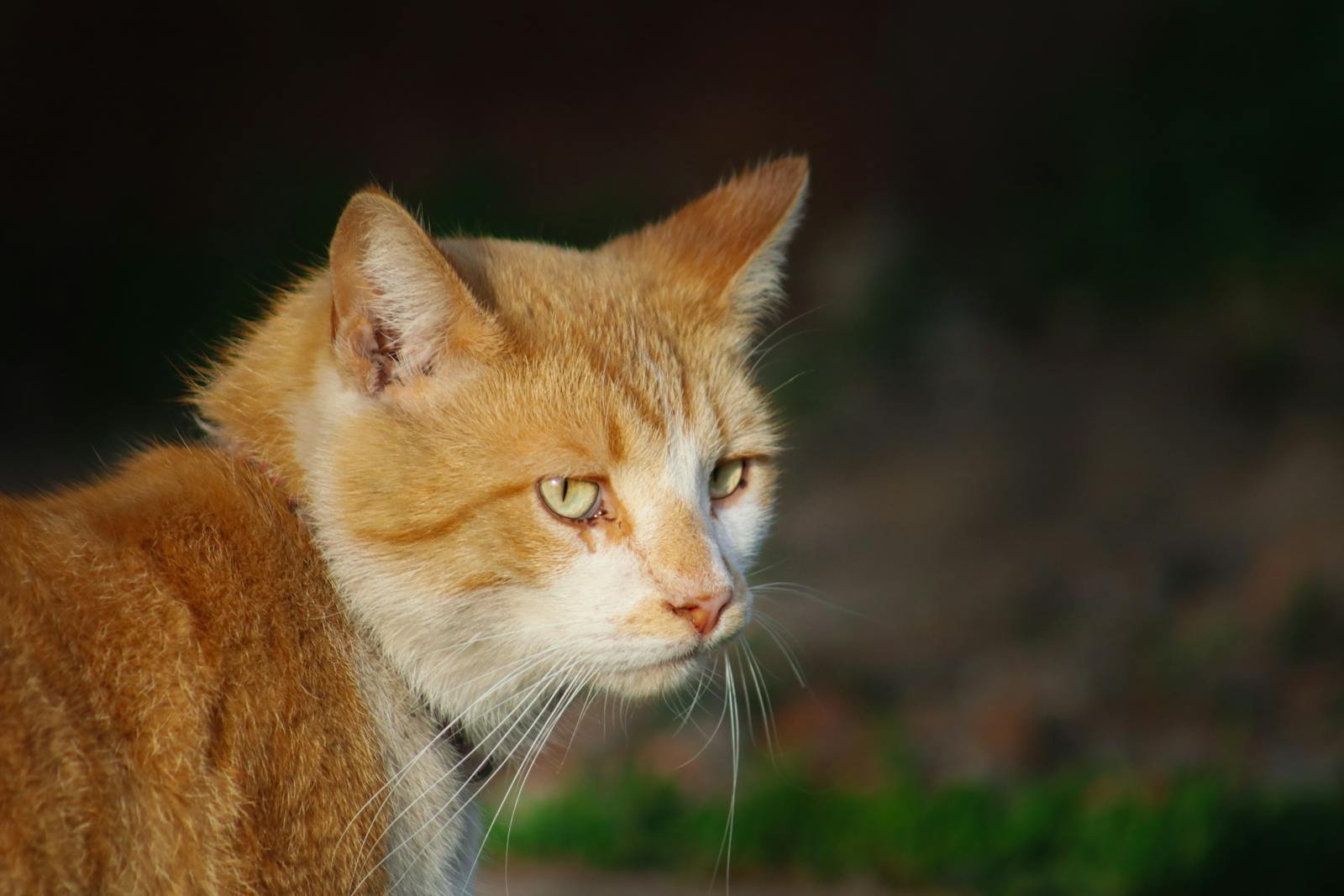 Close-up portrait of a ginger cat with green eyes in soft natural light.