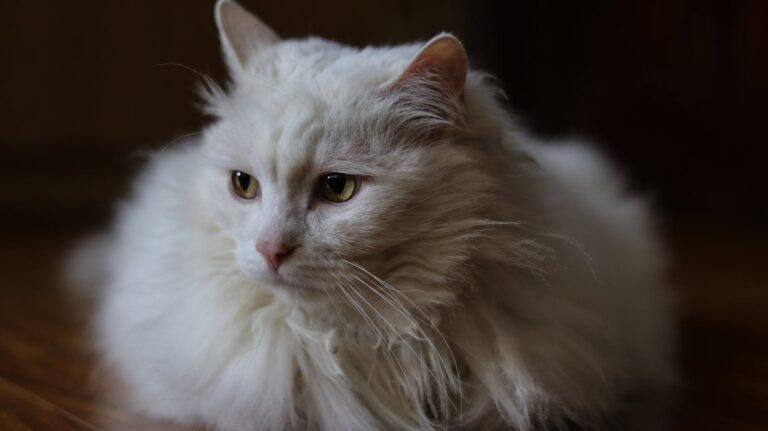 10 Things You Do That Mean the World to Your Cat