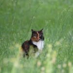 A calico cat sitting curiously in tall green grass, showcasing nature's beauty in France.