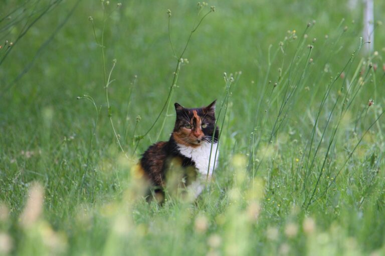 A calico cat sitting curiously in tall green grass, showcasing nature's beauty in France.