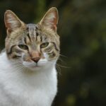 A serene close-up portrait of a tabby domestic cat in a natural outdoor setting.