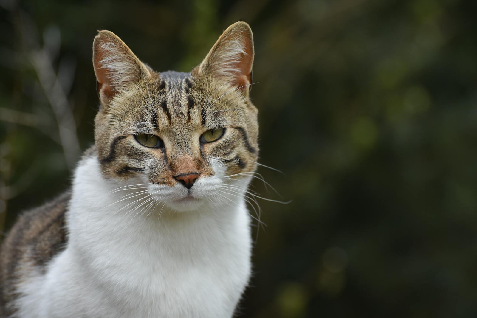 A serene close-up portrait of a tabby domestic cat in a natural outdoor setting.