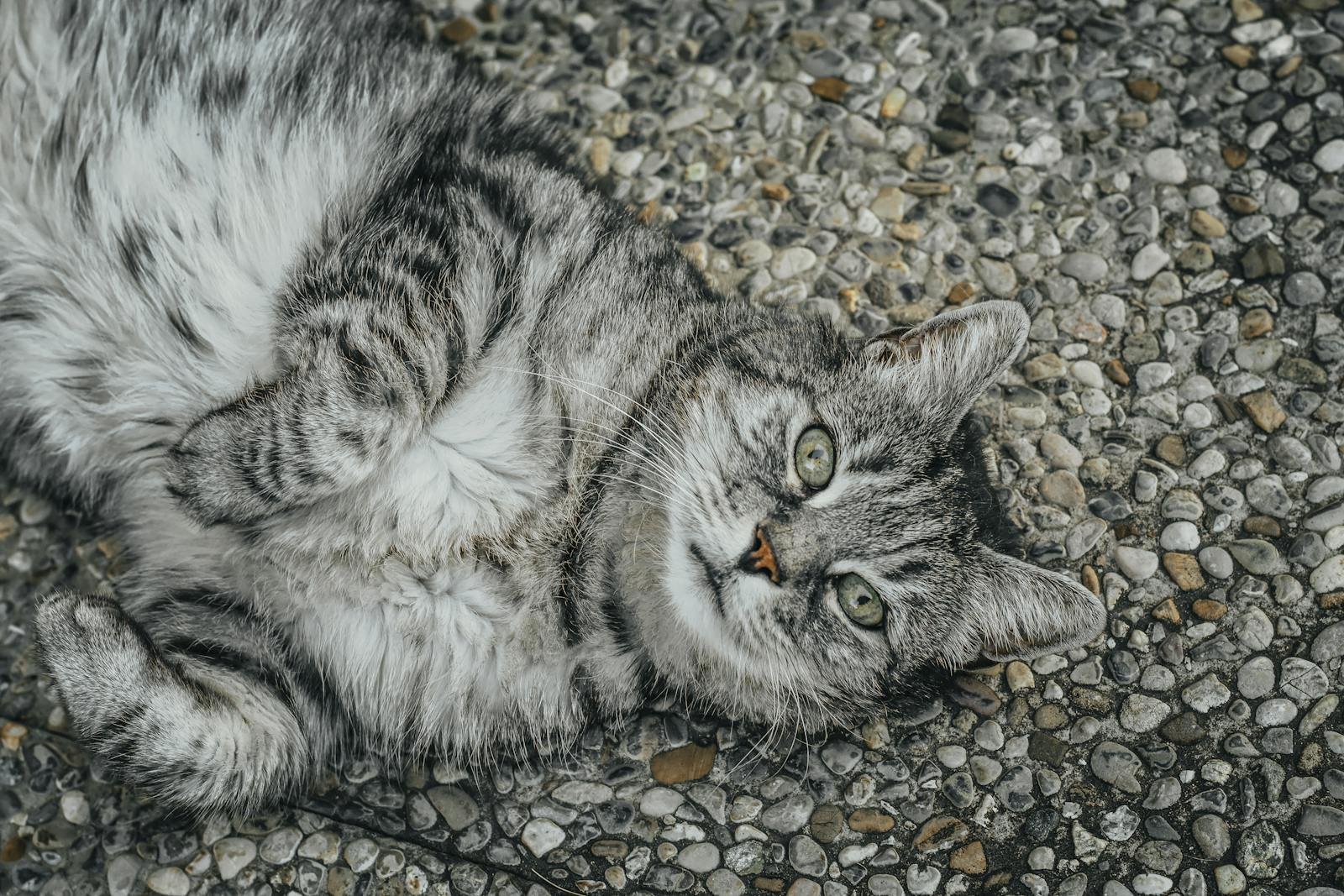 Adorable gray tabby cat lounging on a pebble stone surface, showcasing its playful demeanor.