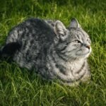 A peaceful gray tabby cat resting on vibrant green grass outdoors.