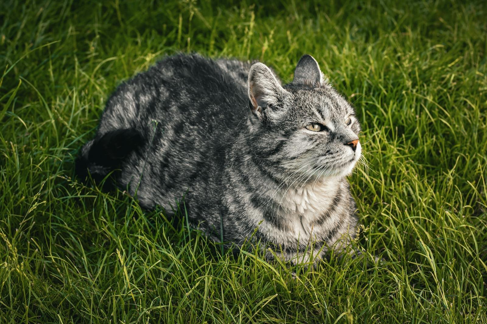 A peaceful gray tabby cat resting on vibrant green grass outdoors.