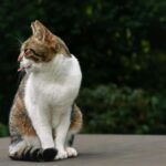 Cute tabby cat outdoors with tongue out, showing playful personality on a summer day.