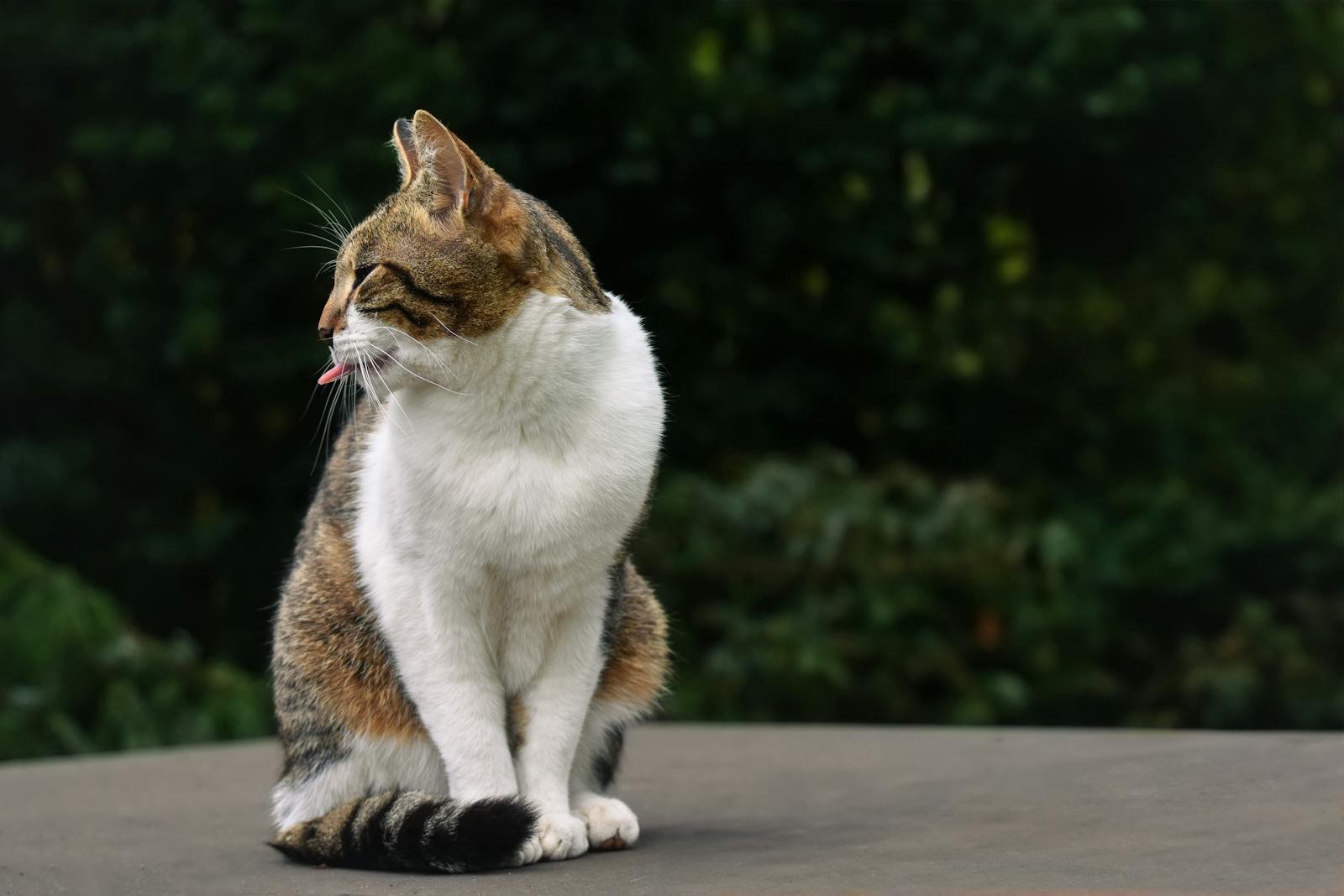 Cute tabby cat outdoors with tongue out, showing playful personality on a summer day.