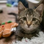 Free stock photo of cat, kitten, tabby cat