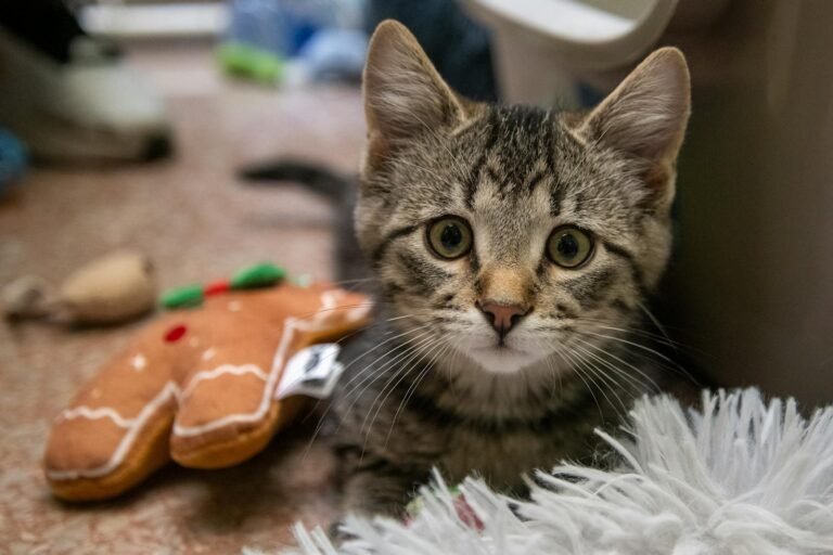 Free stock photo of cat, kitten, tabby cat