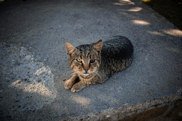 10 Emotional Adjustments Cats Make After Feeling Safe