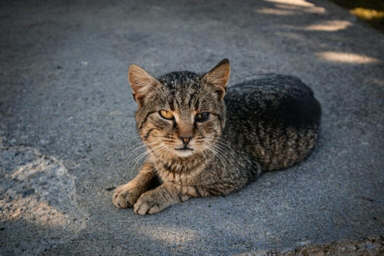 How to Build Emotional Stability With a Rescue Cat