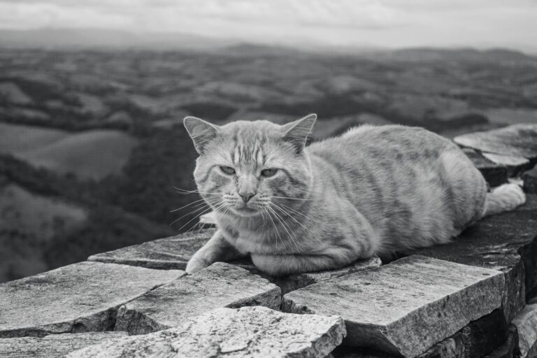Why Cats Choose Calm Over Chaos Every Time