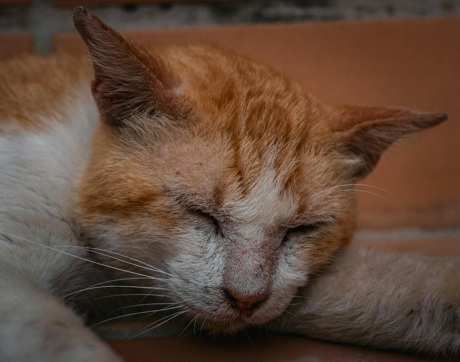 Cat photo