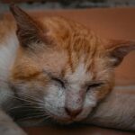 Cat photo