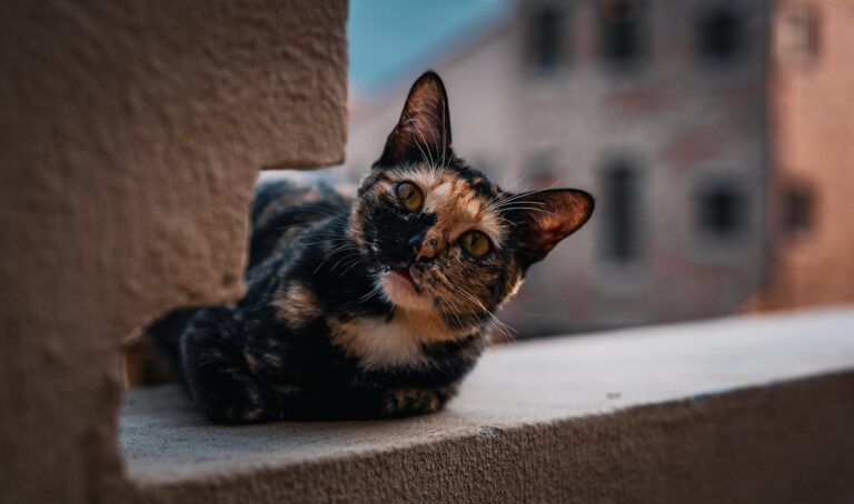 Cat photo