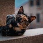 Cat photo