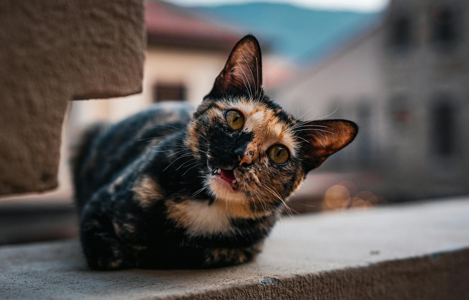 Cat photo