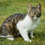 A beautiful tabby cat with striking patterns sits gracefully on a grassy lawn outdoors.