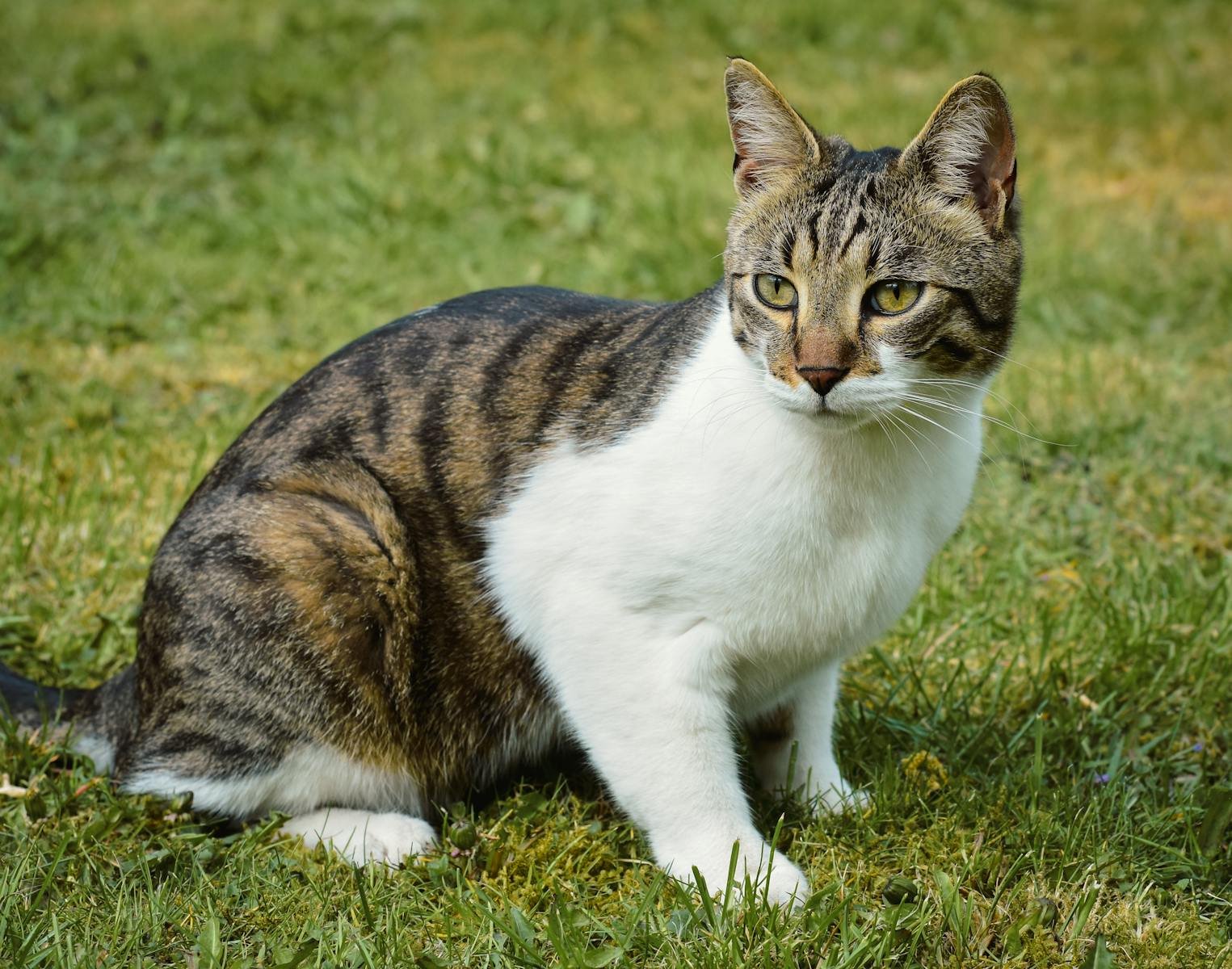 A beautiful tabby cat with striking patterns sits gracefully on a grassy lawn outdoors.