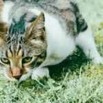 Close-up of a tabby cat crouched on grass, showcasing its curious nature.
