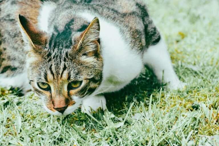 Close-up of a tabby cat crouched on grass, showcasing its curious nature.