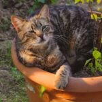 Charming tabby cat lounging in a sunlit garden planter, conveying a sense of relaxation.