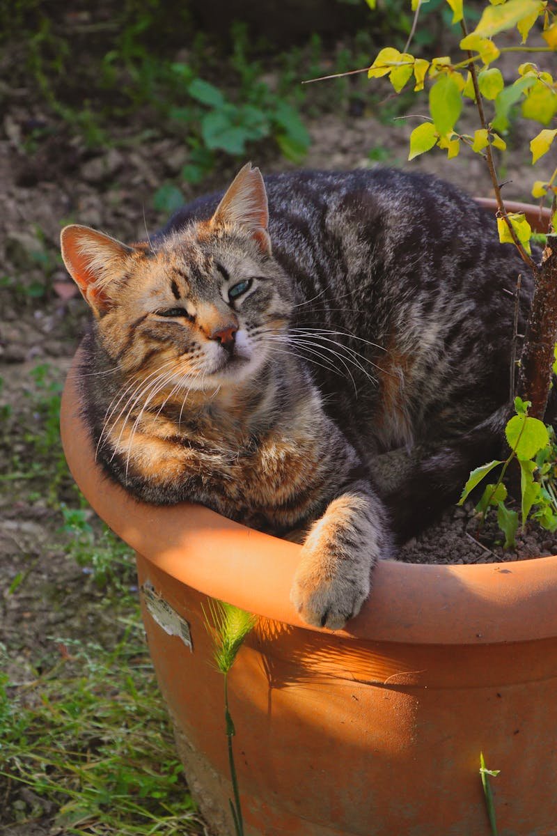 Charming tabby cat lounging in a sunlit garden planter, conveying a sense of relaxation.