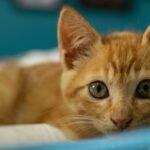 Adorable ginger kitten with big eyes lying on a soft surface indoors.