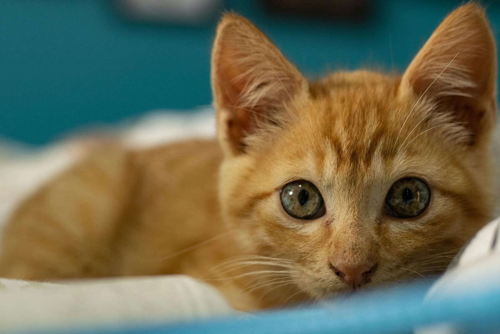 Adorable ginger kitten with big eyes lying on a soft surface indoors.