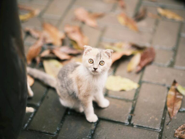 10 Moments That Show a Cat Is Choosing You on Purpose