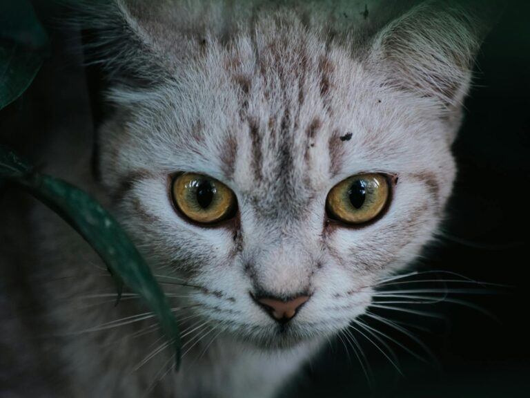 How to Help a Nervous Cat Set the Emotional Pace
