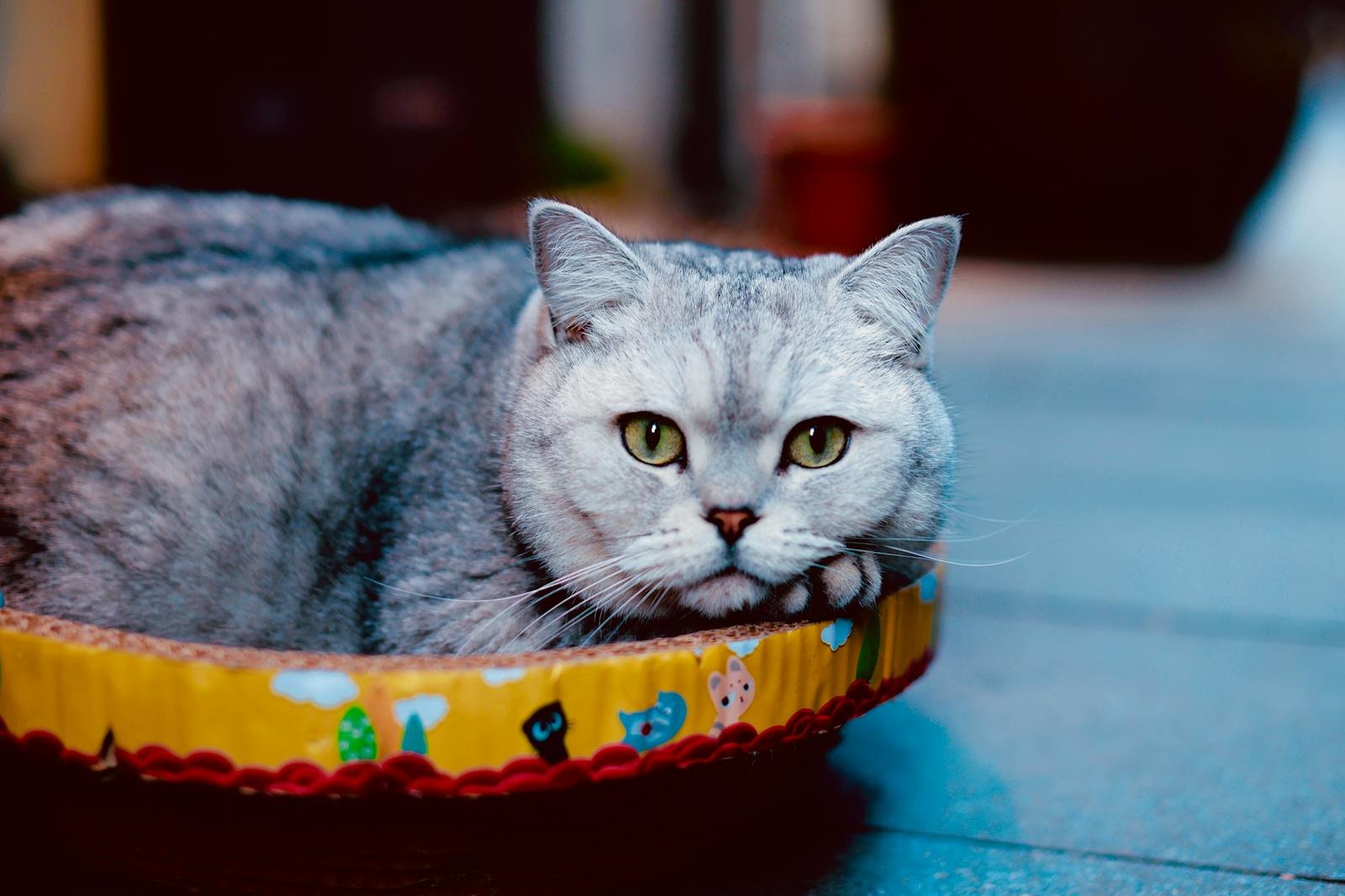 A cute British Shorthair cat lying in a colorful cat bed indoors.