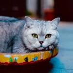 A cute British Shorthair cat lying in a colorful cat bed indoors.