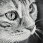 Free stock photo of adorable, animal, cat