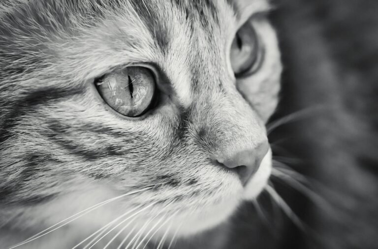 Free stock photo of adorable, animal, cat