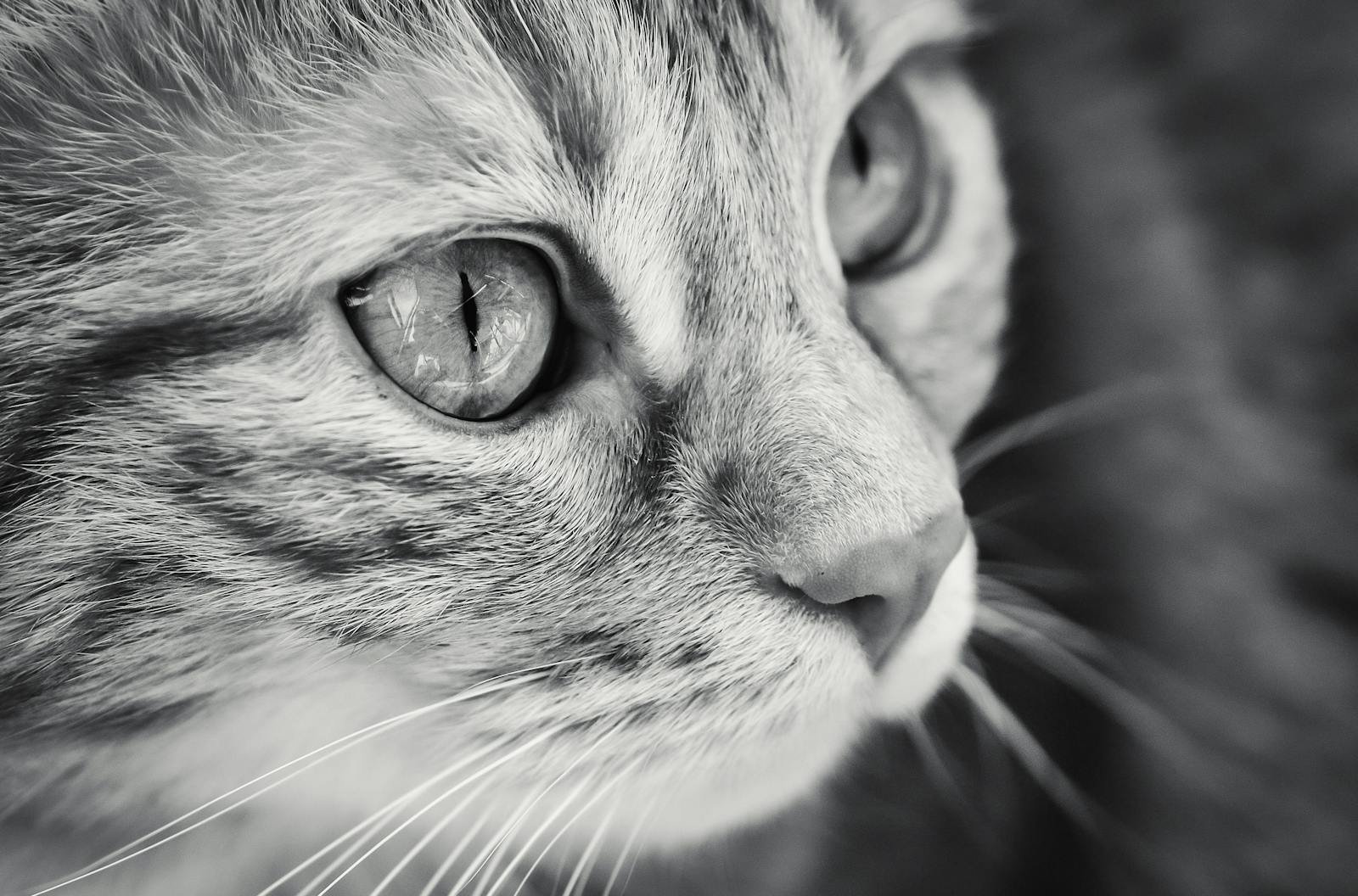 Free stock photo of adorable, animal, cat