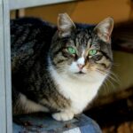 A tabby cat with striking green eyes sitting outdoors, capturing its curious gaze.