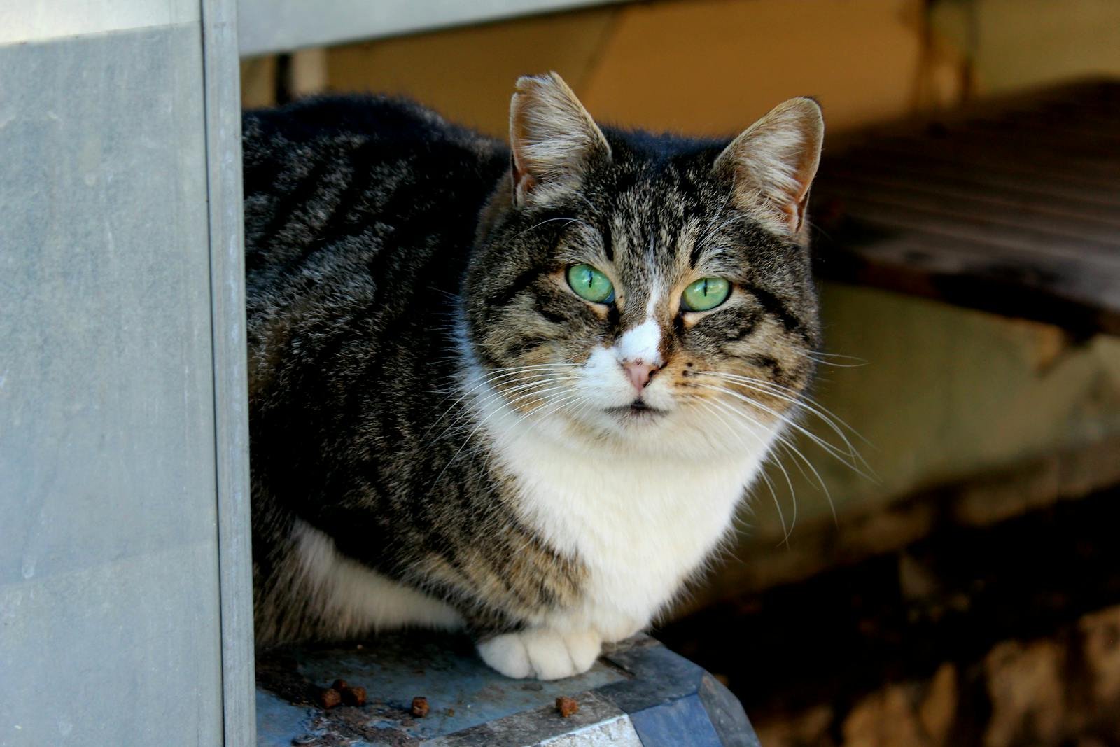 A tabby cat with striking green eyes sitting outdoors, capturing its curious gaze.