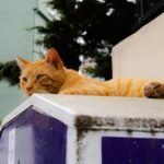 An orange tabby cat rests peacefully on a ledge in the streets of Istanbul, Türkiye.