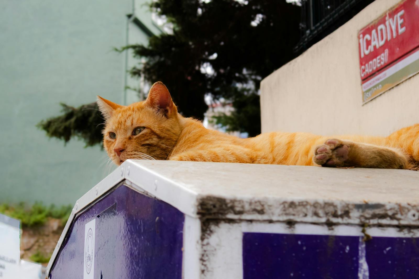 An orange tabby cat rests peacefully on a ledge in the streets of Istanbul, Türkiye.