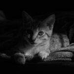Feline Face Half Lit by Sunlight