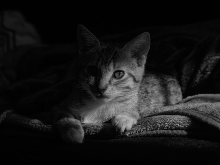 Feline Face Half Lit by Sunlight