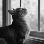 Black and white image of a curious cat gazing through a window.