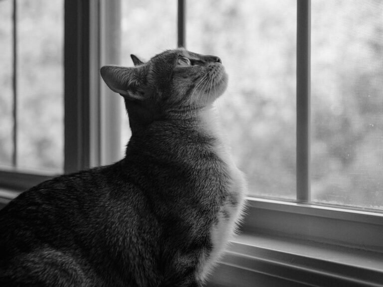 Black and white image of a curious cat gazing through a window.