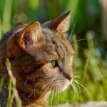 A detailed close-up photograph of a tabby cat basking in a sunlit garden, surrounded by greenery.