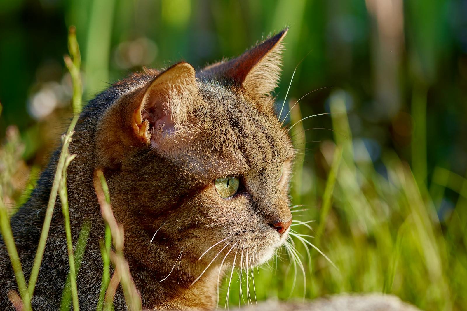 A detailed close-up photograph of a tabby cat basking in a sunlit garden, surrounded by greenery.