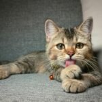 Adorable tabby cat licking paw, wearing a bell collar, and relaxing on a gray couch indoors.