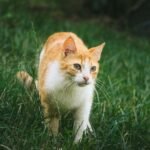 Cat walking on grass