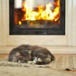 The Art of Doing Nothing… in Style - gray cat sleeping