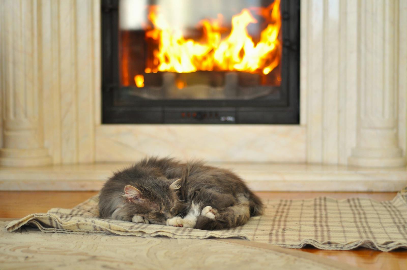 The Art of Doing Nothing… in Style - gray cat sleeping